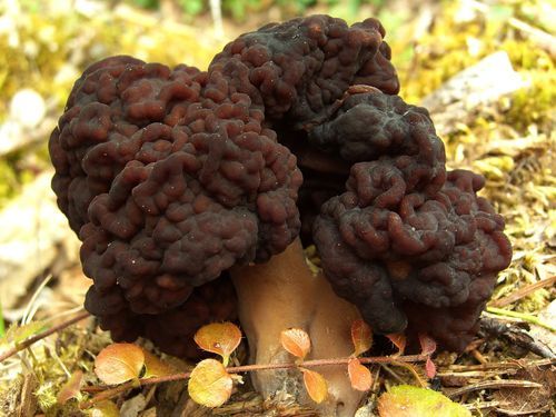 http://commons.wikimedia.org/wiki/File:False\_Morel.jpg