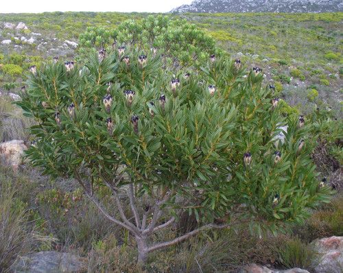 http://commons.wikimedia.org/wiki/File:Protea\_lepidocarpodendron.jpg